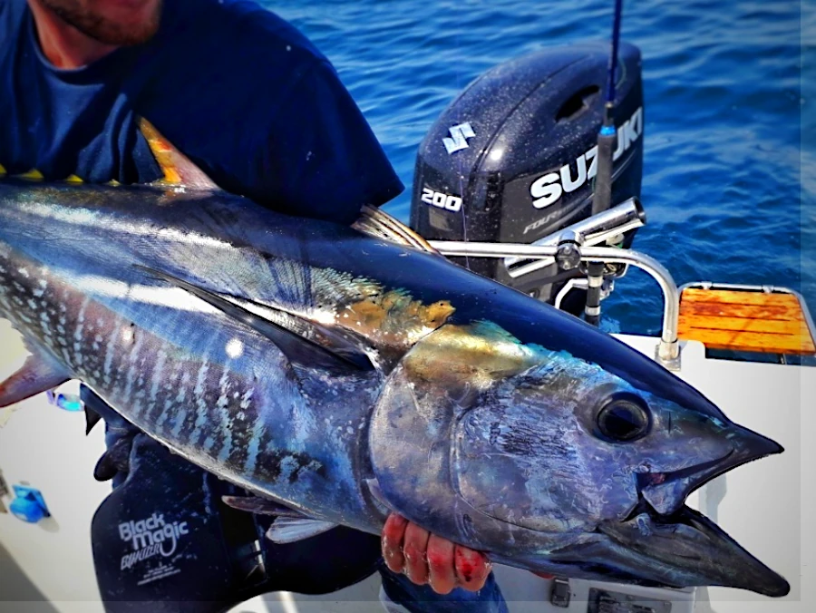 pêche du thon sur chasse au Pays Basque