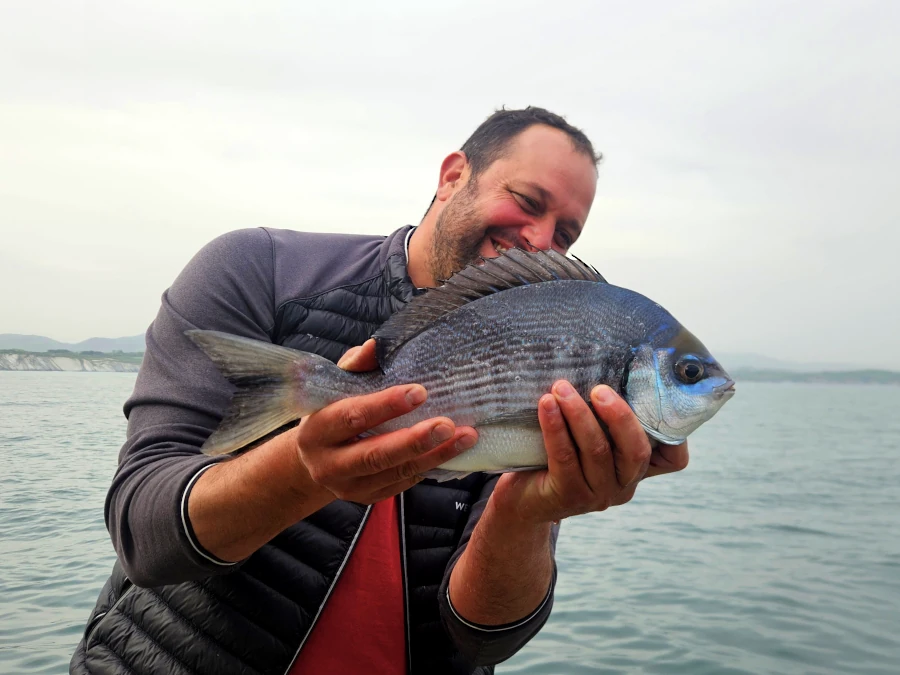 dorade grise pêche côtière en verticale au Pays Basque