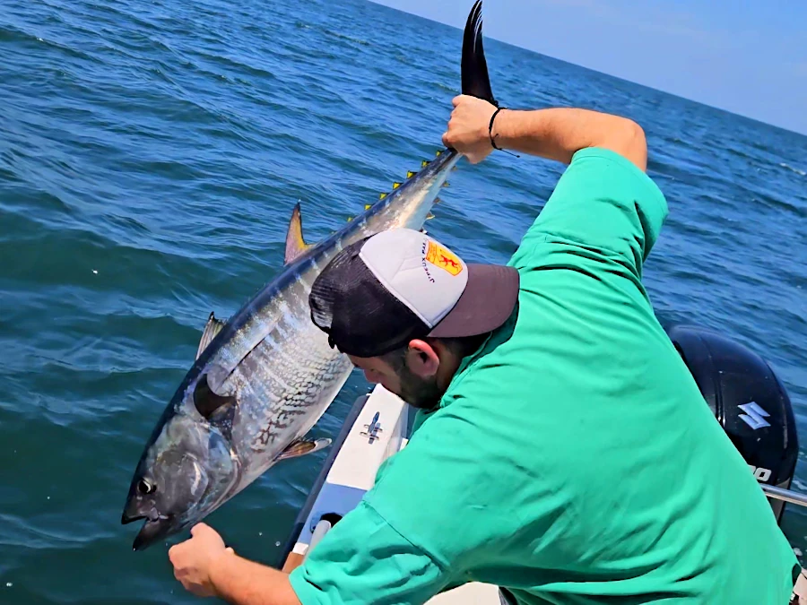 relache d'un thon rouge