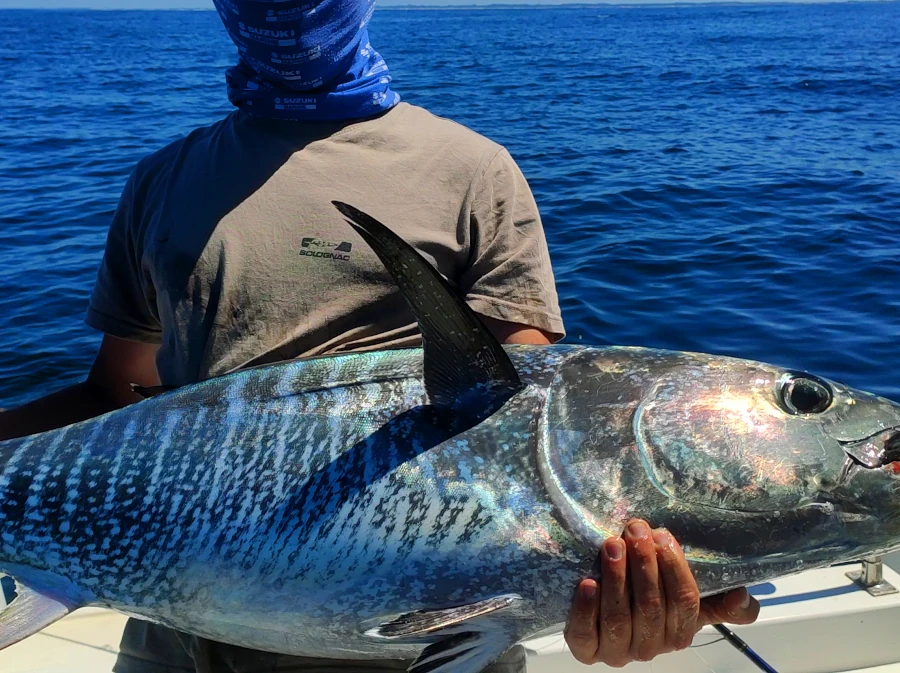 Tracker moniteur guide de pêche en mer au pays basque thon rouge
